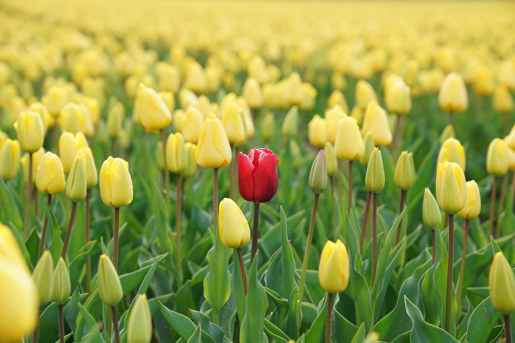 Picture of a single red flower in a field of yellow flowers